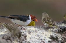 Paroare rougecap ou cardinal